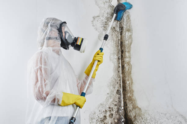 Office Mold Removal Services in Shawnee, KS