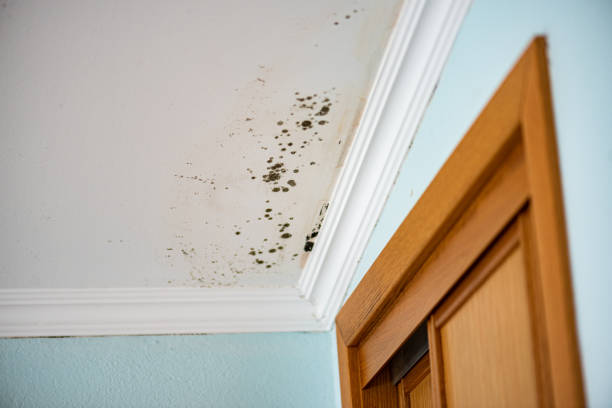 Home Mold Removal in Shawnee, KS