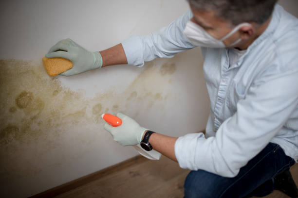 Best Black Mold Removal  in Shawnee, KS
