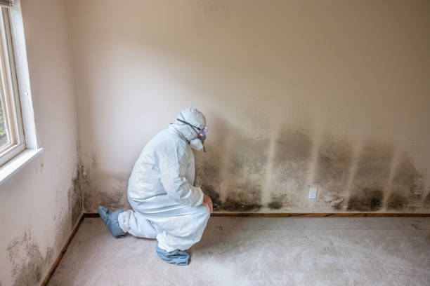 Best Mold Remediation  in Shawnee, KS